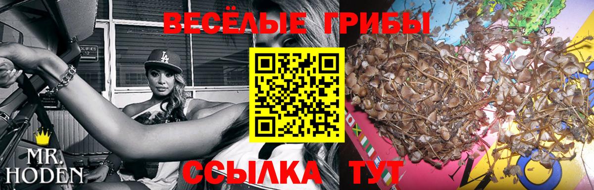 Галлюциногенные грибы Psilocybine cubensis Бор